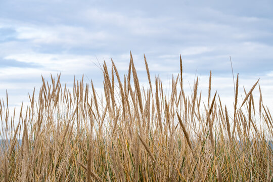 grasses along the coast in the north of England in winter