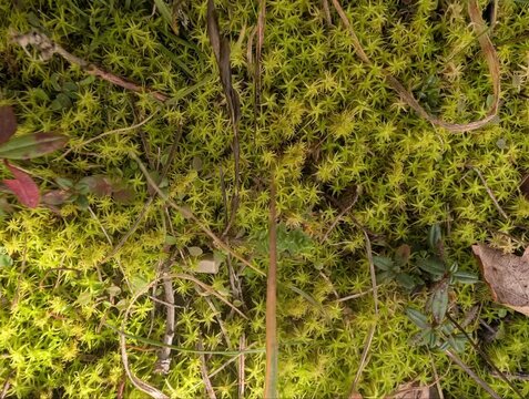 Tappeto di muschio verde brillante con foglie secche, piccoli rami e piante spontanee