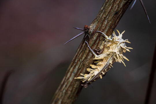 Ophiocordyceps unilateralis of cordyceps zombie-ant fungus developing on a moth making in look like alien form