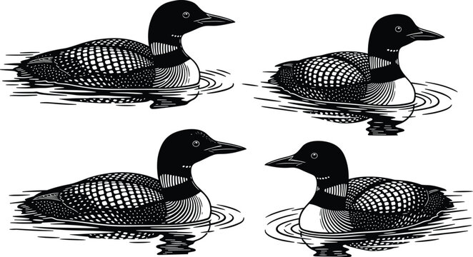 Set of four common loon bird silhouettes swimming on water, featuring detailed black and white line art, isolated on background