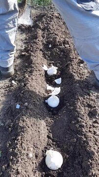 Farmer planting cal&ccedil;ots: the traditional white onion of Catalonia