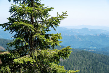Fototapeta premium ush green spruce tree front breathtaking mountain range panorama. Summer sunny day alpine nature background. Tranquil wilderness landscape forest hills hiking destination travel adventure concept.