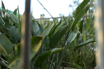 Obraz premium Leaves green fence garden foliage tropical plants nature captured closeup in an urban backyard, large leafy stems behind metal bars with soft bokeh light and shallow depth of field.