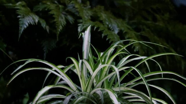 Variegated Spider Plant and Lush Green Ferns in Soft Cinematic Natural Lighting