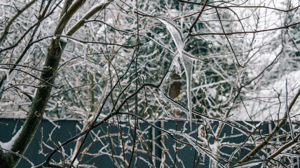 Close-up of tree branches covered in glistening icicles after a winter storm