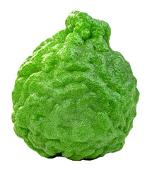 Fototapeta premium Whole fresh bergamot fruit with bumpy green skin isolated. Kaffir lime citrus fruit for aromatherapy, cooking, and traditional medicine. High quality macro shot of organic fruit.