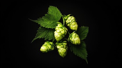 Stunning hop featured in a vivid, single-colored environment.