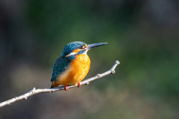 Vibrant kingfisher perched on a slender branch, showcasing blue-green wings and orange chest against a soft, blurred green forest background.