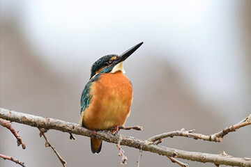 kingfisher on a branch