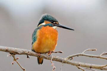 kingfisher perched on a slender branch, vivid blue and orange plumage glowing against a soft, creamy bokeh natural background.