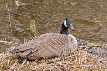 Canada goose sitting on its nest in the marsh. Branta Canadensis 