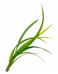 Close Up of Green Grass Blades Isolated on a Clean White Background