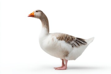 Fototapeta premium Majestic white goose standing with orange beak on white background