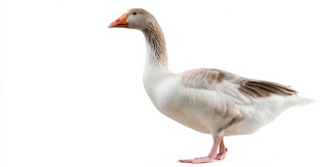 Obraz premium Side view of a domestic goose against white background