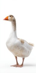 Obraz premium Majestic standing goose on white background