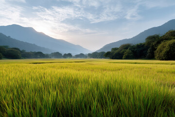 Obraz premium Golden rice field mountain landscape sunrise lush green grass rural nature misty morning peaceful agriculture scenic view