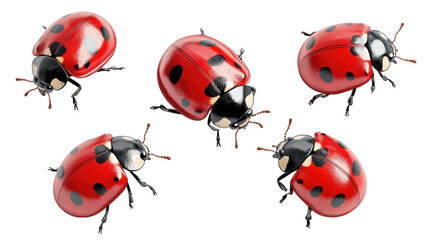 Obraz premium A group of ladybugs on transparent background