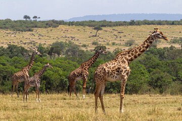 Obraz premium Landscape with giraffes. Kenya, Africa