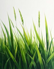 Green Grass Blades Against White Background Close Up View