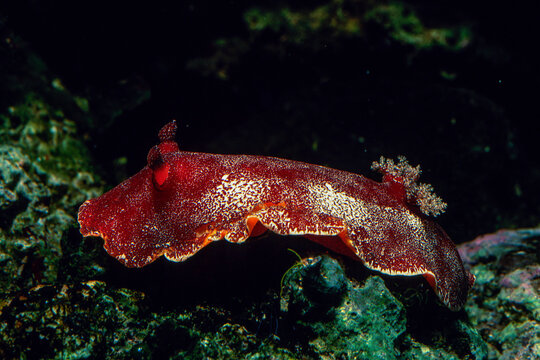 Redbrown leathery doris or redbrown nudibranch (Platydoris argo) undersea, mediterranean sea, Alghero, Sardinia, Italy.