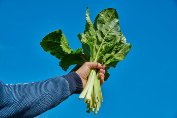 a man holds wild swiss chard under blue sky