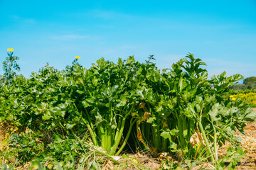 mature celery cultivated in open farmland