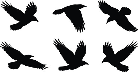 Obraz premium Flying crow silhouette collection, black raven bird shapes isolated, wings spread vector illustration set for design elements graphic