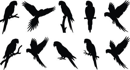 Parrot silhouette collection, black macaw bird shapes isolated, flying perched vector illustration set for logo design elements © Afsun
