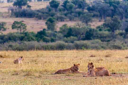 Small pride are resting. Lioness in the savanna. Kenya, Africa