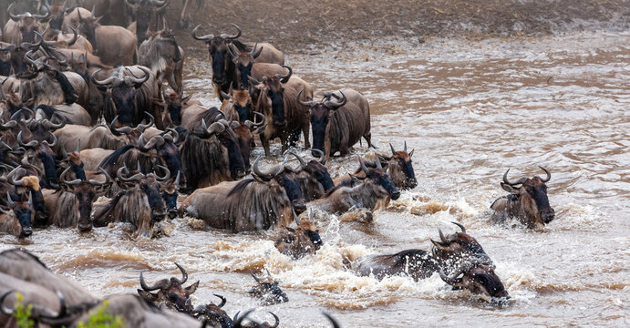 Huge herds of herbivores cross the river. Masai Mara, Kenya