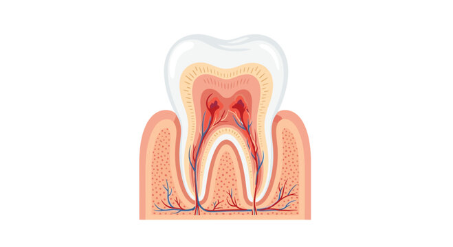 An anatomical cross-section of a human molar tooth embedded in pink gum tissue showing layers on white background.