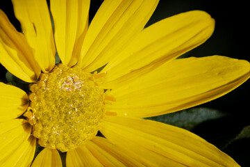 Closeup of an arrowleaf balsamroot wildflower