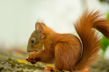 Fototapeta premium A detailed side profile of a European red baby squirrel perched on a mossy surface, holding a tiny morsel in its paws