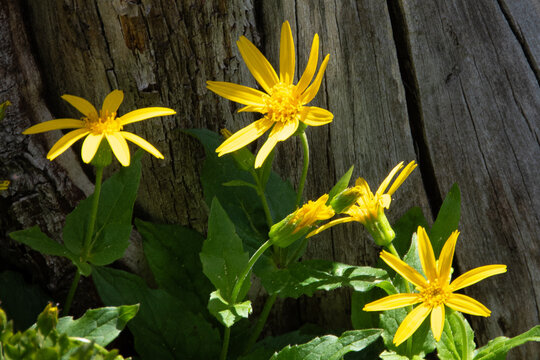 Pretty grouping of balsamroot wildflower blooms,  Yellowstone National Park