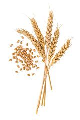 Wheat isolate on a white background. Selective focus.
