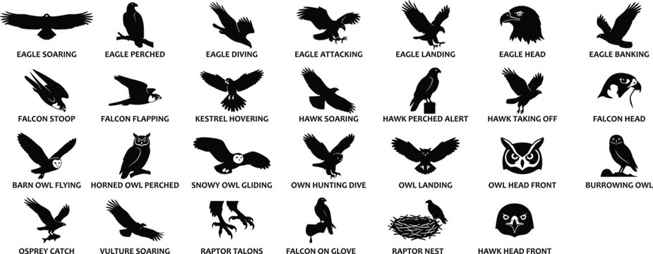 Birds of prey vector silhouettes featuring eagles, hawks, and owls in various flight and perched positions for wildlife design projects.