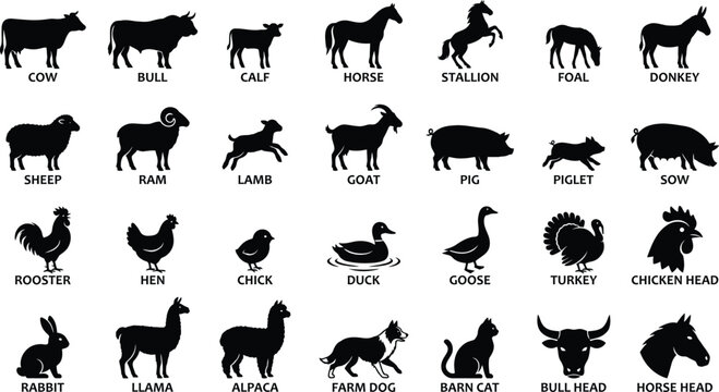 Farm and Livestock Animals icon set. Containing icons related to Cow, Horse, Sheep, Pig, Chicken, Rooster, Duck, and various barnyard animals. Solid vector illustrations for agriculture.