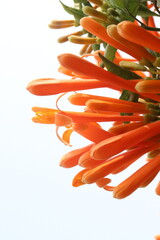 Fototapeta premium Pyrostegia venusta, flame vine or orange trumpet vine flower plant