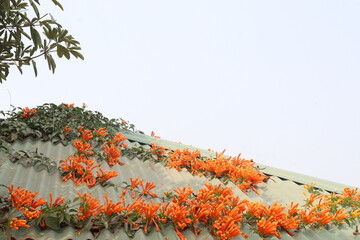 Fototapeta premium Pyrostegia venusta, flame vine or orange trumpet vine flower plant