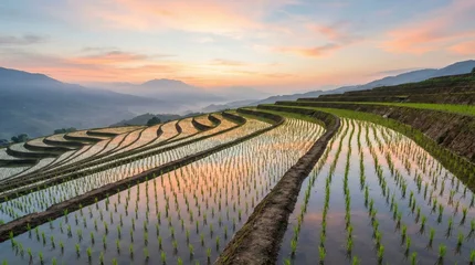 Acrylglasbilder Reisfelder Serene sunrise over asian terraced rice fields reflecting pink and orange skies in lush mountainous landscape  © photoplotnikov