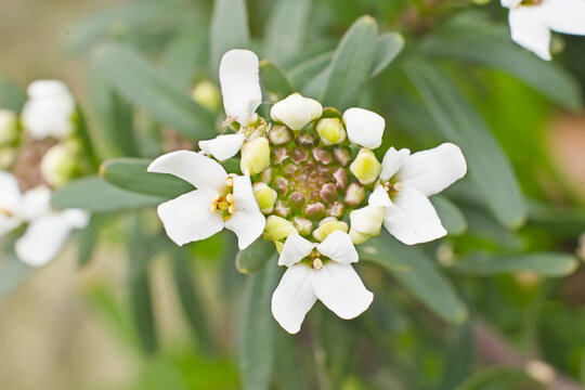 white flowers and green leaves of perennial candytuft in the garden - Iberis sempervirens 