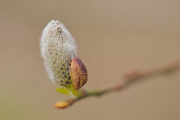 Macro of a hairy willow catkin in early spring, selective focus with bokeh background - salix  © Kristof Lauwers