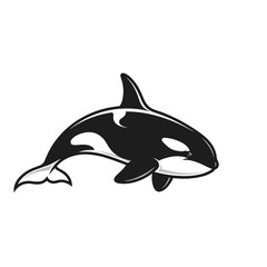 Obraz premium Black and white orca killer whale marine mammal illustration swimming