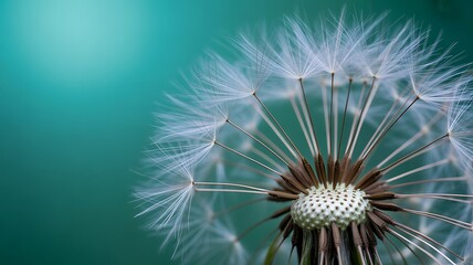 Closeup of a dandelion flower with seeds dispersing on green background