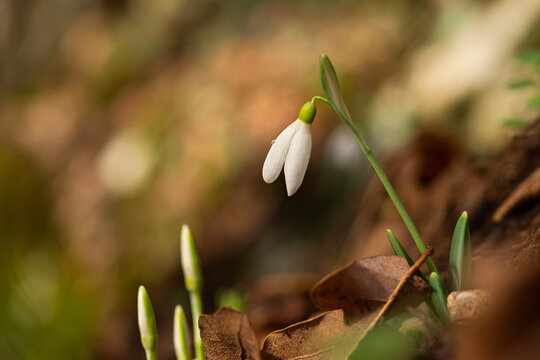 Snowdrops Galanthus nivalis in the forest close-up. Macro photography of snowdrops among fallen leaves in spring. Tender first flowers in bright sunlight. The concept of spring. Soft selective focus.