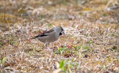 冬の陽光を浴びて、一心に餌を啄むシメの姿