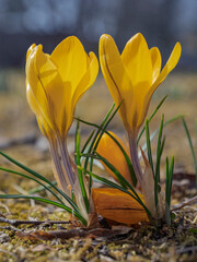 春の光を浴びて輝く、黄金色のクロッカス