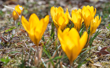 春の光を透過する、可憐な黄金のクロッカス