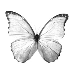 Naklejka premium Butterfly halftone collage element in trendy photocopy stipple effect isolated on transparent background. Vintage grunge vector illustration for scrapbook or mixed media design 