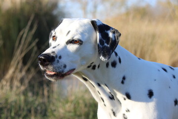 Dalmatien de profil © embellies